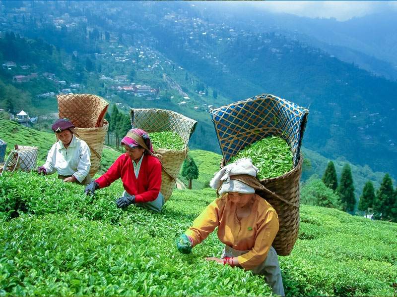 DARJEELING SIGHTSEEING